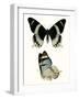 Antique Blue Butterflies I-Vision Studio-Framed Art Print