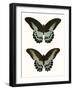 Antique Blue Butterflies II-Vision Studio-Framed Art Print