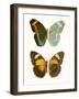 Antique Blue Butterflies III-Vision Studio-Framed Art Print