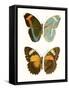 Antique Blue Butterflies III-Vision Studio-Framed Stretched Canvas