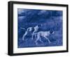 Antique Blue Dogs III-Vision Studio-Framed Art Print