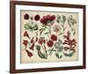 Antique Botanical Chart I-null-Framed Giclee Print