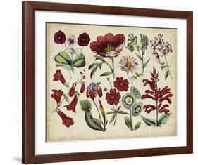 Antique Botanical Chart I-null-Framed Giclee Print