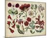 Antique Botanical Chart I-null-Mounted Giclee Print