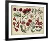 Antique Botanical Chart I-null-Framed Giclee Print