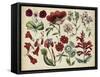 Antique Botanical Chart I-null-Framed Stretched Canvas