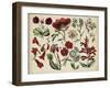 Antique Botanical Chart I-null-Framed Art Print