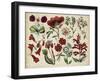 Antique Botanical Chart I-null-Framed Art Print