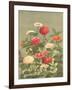 Antique Botanical Collection 1-Stellar Design Studio-Framed Art Print