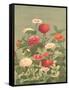 Antique Botanical Collection 1-Stellar Design Studio-Framed Stretched Canvas