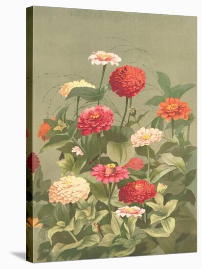 Antique Botanical Collection 1-Stellar Design Studio-Stretched Canvas