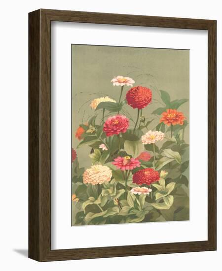 Antique Botanical Collection 1-Stellar Design Studio-Framed Art Print