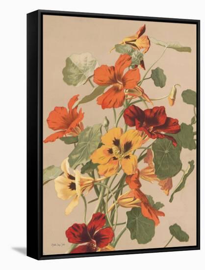 Antique Botanical Collection 2-Stellar Design Studio-Framed Stretched Canvas