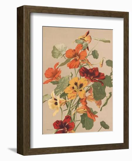 Antique Botanical Collection 2-Stellar Design Studio-Framed Art Print