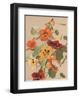 Antique Botanical Collection 2-Stellar Design Studio-Framed Art Print