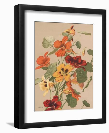 Antique Botanical Collection 2-Stellar Design Studio-Framed Art Print