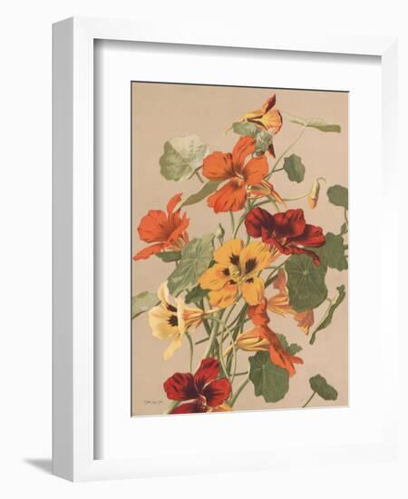 Antique Botanical Collection 2-Stellar Design Studio-Framed Art Print