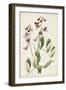 Antique Botanical Collection I-Ridgeway-Framed Art Print