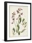 Antique Botanical Collection I-Ridgeway-Framed Art Print