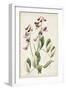 Antique Botanical Collection I-Ridgeway-Framed Art Print