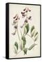 Antique Botanical Collection I-Ridgeway-Framed Stretched Canvas