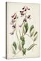 Antique Botanical Collection I-Ridgeway-Stretched Canvas