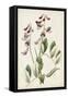 Antique Botanical Collection I-Ridgeway-Framed Stretched Canvas