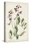 Antique Botanical Collection I-Ridgeway-Stretched Canvas