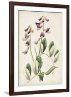 Antique Botanical Collection I-Ridgeway-Framed Art Print