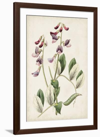 Antique Botanical Collection I-Ridgeway-Framed Art Print