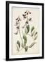 Antique Botanical Collection I-Ridgeway-Framed Art Print