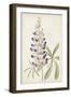 Antique Botanical Collection II-Ridgeway-Framed Art Print