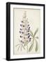 Antique Botanical Collection II-Ridgeway-Framed Art Print