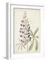 Antique Botanical Collection II-Ridgeway-Framed Art Print