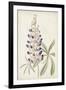 Antique Botanical Collection II-Ridgeway-Framed Art Print