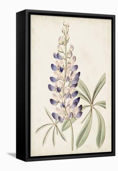 Antique Botanical Collection II-Ridgeway-Framed Stretched Canvas