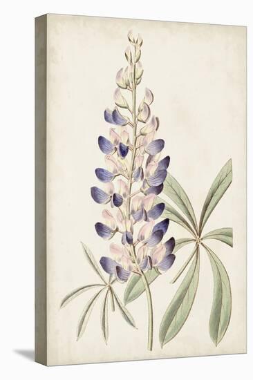 Antique Botanical Collection II-Ridgeway-Stretched Canvas