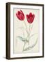 Antique Botanical Collection III-Ridgeway-Framed Art Print