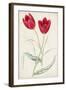 Antique Botanical Collection III-Ridgeway-Framed Art Print