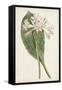 Antique Botanical Collection IV-Ridgeway-Framed Stretched Canvas