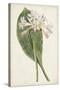 Antique Botanical Collection IV-Ridgeway-Stretched Canvas