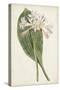 Antique Botanical Collection IV-Ridgeway-Stretched Canvas