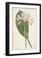 Antique Botanical Collection IV-Ridgeway-Framed Art Print