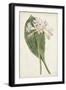 Antique Botanical Collection IV-Ridgeway-Framed Art Print