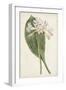 Antique Botanical Collection IV-Ridgeway-Framed Art Print