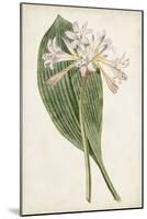 Antique Botanical Collection IV-Ridgeway-Mounted Art Print