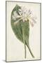 Antique Botanical Collection IV-Ridgeway-Mounted Art Print