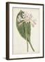 Antique Botanical Collection IV-Ridgeway-Framed Art Print