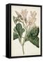 Antique Botanical Collection IX-Ridgeway-Framed Stretched Canvas