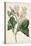 Antique Botanical Collection IX-Ridgeway-Stretched Canvas